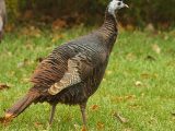 HOW NOT TO STALK A TURKEY